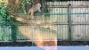 Alerta en Florida: Autoridades advierten a residentes tras avistamientos de monos salvajes