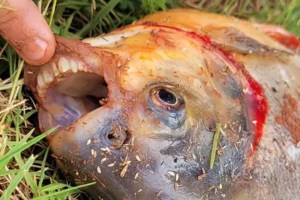 El exótico y extraño pez que capturó un niño en Oklahoma