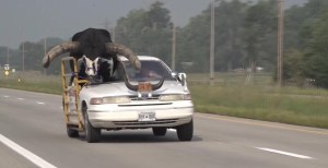 ¡Insólito! Paseaba por una autopista de Nebraska a un enorme toro en el asiento de copiloto (VIDEO)