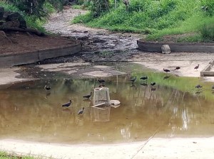 Laguna del Parque del Oeste de Caracas se convirtió en un pantano de aguas negras (Video)