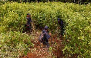 Los planes de EEUU para el monitoreo de campos de coca en Colombia