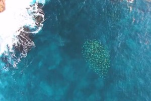 Operaba un dron en la costa y quedó impactado cuando vio algo colorido en el mar (VIDEO)