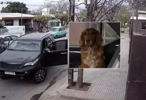 EN VIDEO: El instante cuando un perro mañoso se “robo” la camioneta de su dueño… aprovechó un descuido y la arrancó