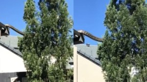 EN VIDEO: Una pitón gigante aterrorizó a una familia al trepar por el techo de una casa