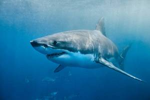 ¡Por poco! Pescó un tiburón blanco y casi acaba muerto (VIDEO)