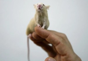 Desarrollan un hígado “humanizado” en ratones para estudiar enfermedades hepáticas