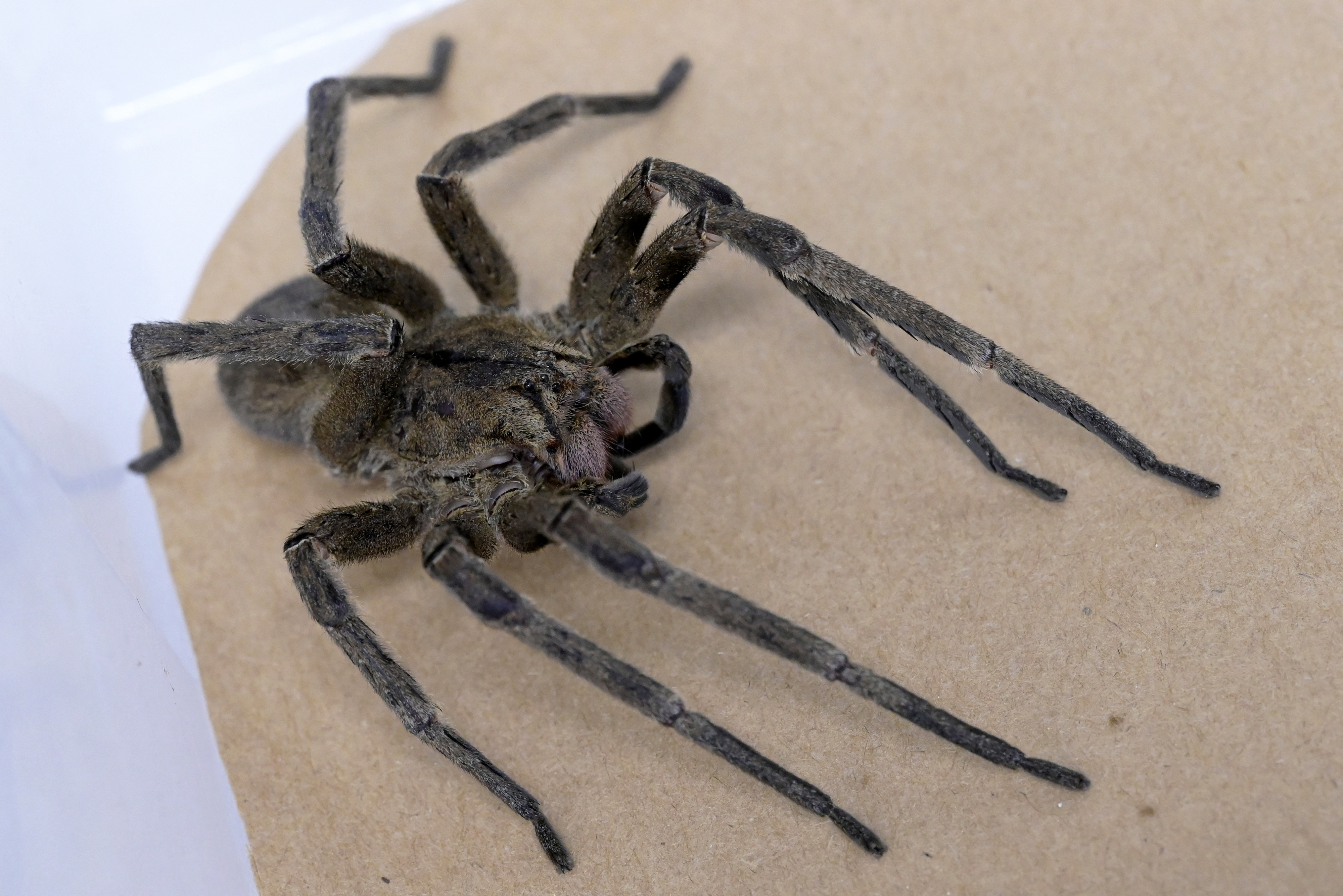 Una de las arañas más venenosas del mundo sería la solución a la disfunción eréctil