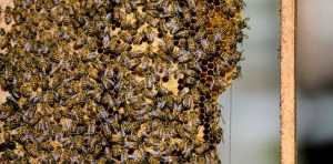 La miel goteaba por las paredes de su casa en Pensilvania y descubrieron algo impactante