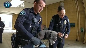 Policías salvan a un cachorro que se comió el fentanilo de sus dueños en California