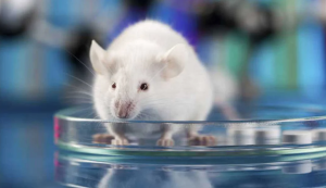 Ratón con 100 mil neuronas humanas en el cerebro abre camino a nuevas terapias para el Alzheimer