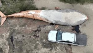 Ballena de 20 toneladas apareció muerta en una playa de Uruguay