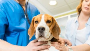 Coprofagia en perros: cuáles son las causas y las mejores formas para prevenirla y tratarla
