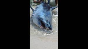 Bañistas vieron a un tiburón encallado en una playa de Florida y tomaron una decisión arriesgada (VIDEO)