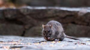 En imágenes: Revelan que en Nueva York la población de ratas supera a la de humanos