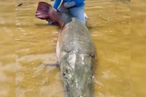 FOTOS: Capturaron un monstruoso pez de 128 kilos en Texas y podría batir un récord