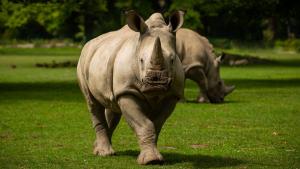 Un rinoceronte mata a una cuidadora de un zoológico en Austria