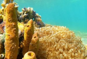Venezuela’s Environmental Ombudsman promotes a plan to protect the biodiversity of Mochima National Park against the coral Unomia Stolonifera