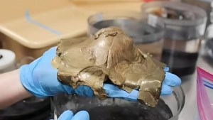 Abrieron el misterioso “huevo de oro” hallado en el fondo de mar en Alaska y ya se podría saber su origen