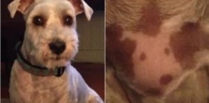 El perro que nació con un tatuaje de su rostro en el pecho