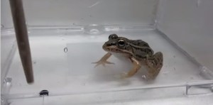 Una rana se come un escarabajo, pero este escapa por el lugar menos pensado (VIDEO)