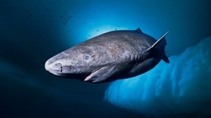 Reapareció en el océano al animal más viejo del mundo: un tiburón nacido en 1505