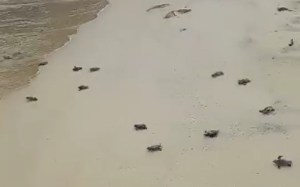 ¡Qué belleza!: Nidos de tortugas marinas nacieron en la costa de Choroní (Videos)