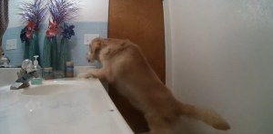 VIDEO: Perro se encierra en el baño y prende la ventilación para no escuchar tormentas y fuegos artificiales