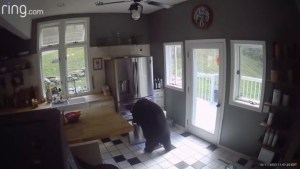 VIRAL: oso invadió una casa en Connecticut y se robó la lasaña del congelador (VIDEO)