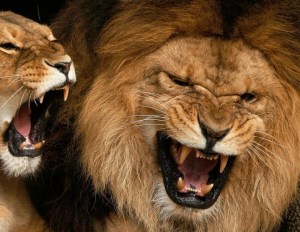 La voz humana asusta más a los animales que el sonido del león