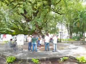 En Barrancas de Barinas aún vive el árbol de tamarindo donde descansó El Libertador
