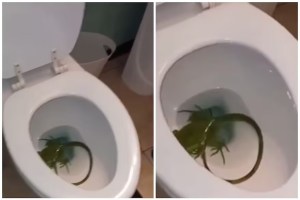 VIDEO de espanto: fue al baño en su casa de Florida y se encontró con algo aterrador en el inodoro
