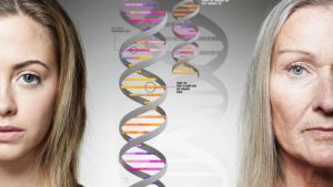 Qué son los “genes saltarines” y por qué pueden ser clave para frenar el envejecimiento