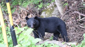 Japón ofrece incentivos por cazar osos ante el número récord de ataques a personas
