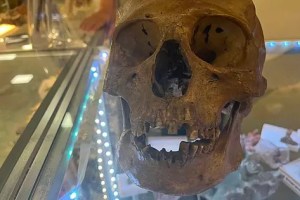 ¡De verdadero terror! Antropólogo descubrió cráneo humano en la sección de Halloween de una tienda en Florida