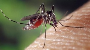 Brasil empieza a vacunar a los niños contra el dengue en pleno brote de la enfermedad