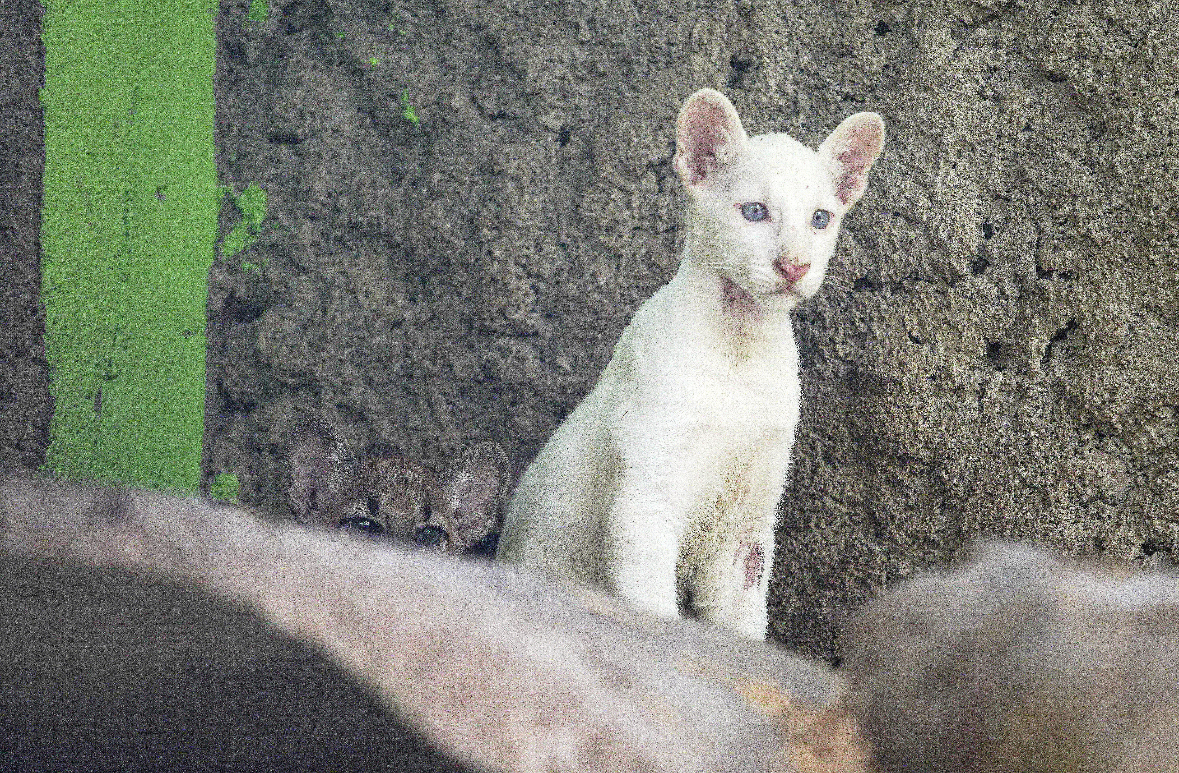 No es el león blanco Kimba, sino la pequeña Itzae, una puma albina que cautivó las redes