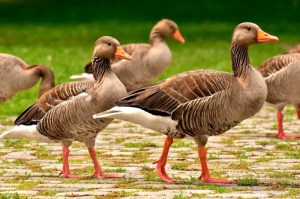 Sacrifican más de siete mil gansos en Hungría por un nuevo foco de gripe aviar