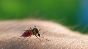 Las muertes por malaria disminuyeron en América Latina un 60 % en lo que va de siglo, según la OMS