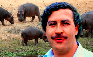 Gobierno colombiano comenzará la próxima semana a esterilizar hipopótamos de Pablo Escobar