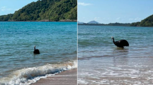 Impactante: Visitantes de una playa ven salir del mar al ave más peligrosa del mundo (VIDEO)