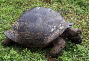 Las tortugas gigantes de Galápagos están en peligro crítico por ingesta de plástico