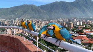Caracas entre las capitales del mundo con más especies de aves