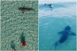 El encuentro cercano entre un surfista y un enorme tiburón en California que aterró a muchos (VIDEO)