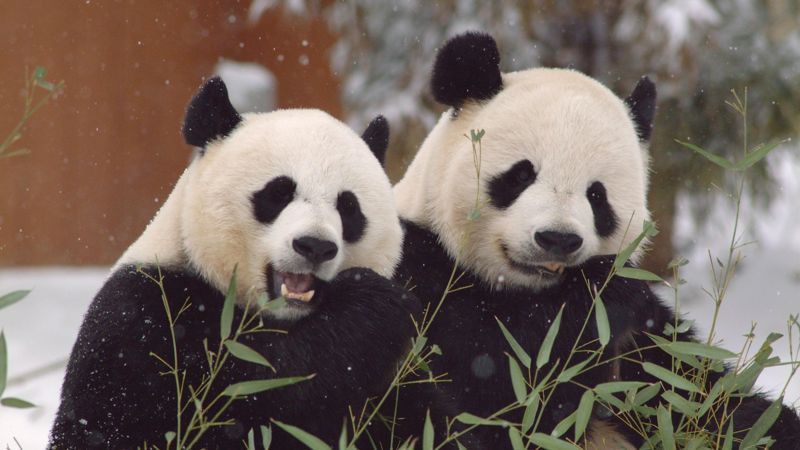 ¿El fin de la diplomacia de los pandas?: por qué China les está pidiendo a varios países que devuelvan sus icónicos osos