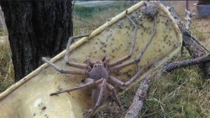 Mujer ayuda a una enorme araña a “dar a luz” a 200 crías y el VIDEO se hace viral