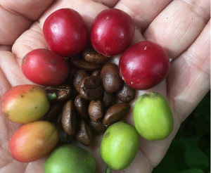 La variedad Caripe de Venezuela entra en al Catálogo de Variedades certificadas del World Coffee Research