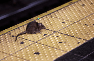 Impensable: logran crear un arma mortal que está eliminando a todas las ratas en Nueva York