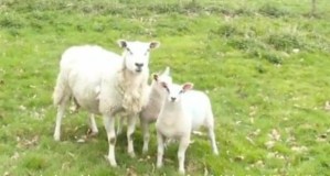 Mamá brava: El momento en que una oveja derribó un dron con un cabezazo para defender a sus crías (VIDEO)