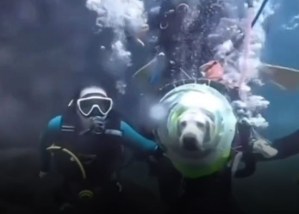 Causa polémica el VIDEO viral de un perro buceando en las profundidades del mar