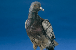 La historia de Cher Ami, la paloma mutilada y condecorada en la Primera Guerra Mundial por salvar a 200 soldados